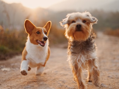 Pet Vets